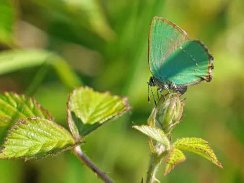 green hairstreak