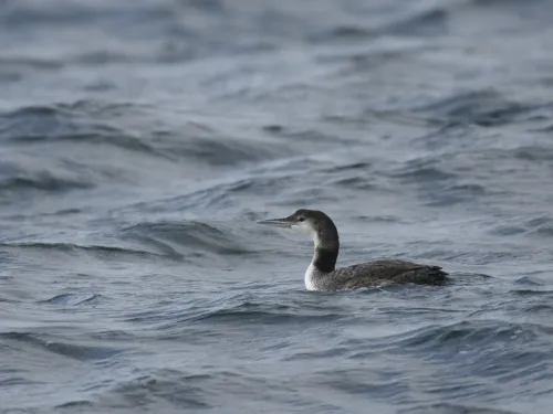 Great northern diver