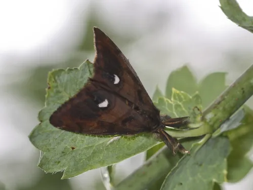 Male vapourer moth