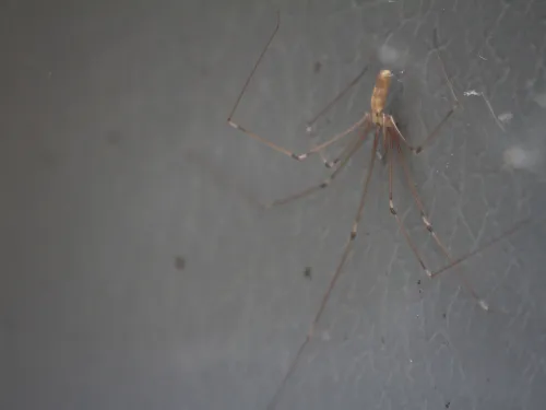 Cellar spider