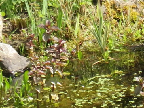 Pond in May