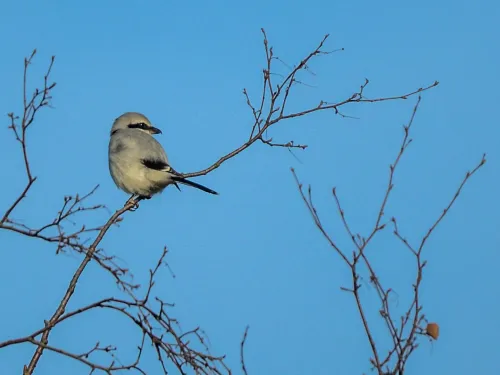 Great grey shrike