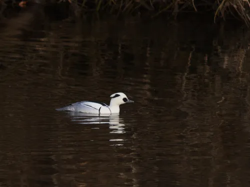 Smew (male)