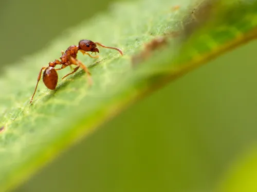 Red ant by Billy Clapham, The Wildlife Trusts