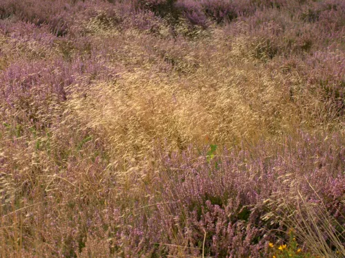 Wavy hair grass