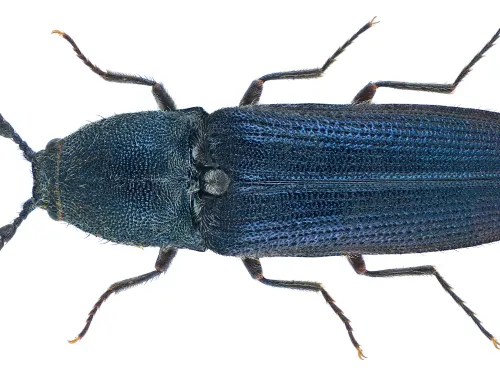 Violet click beetle