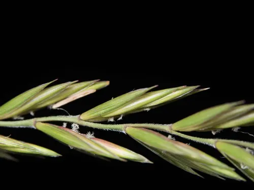 Elymus repens, Couch-grass