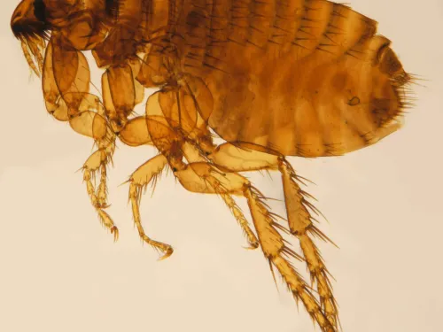 Cat flea