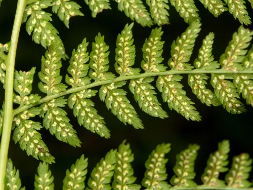 Lady-fern, Athyrium filix-femina