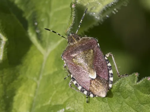 Hairy shieldbug