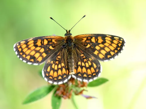 Colour photo of dark brown and orange heath fritillary butterfly  