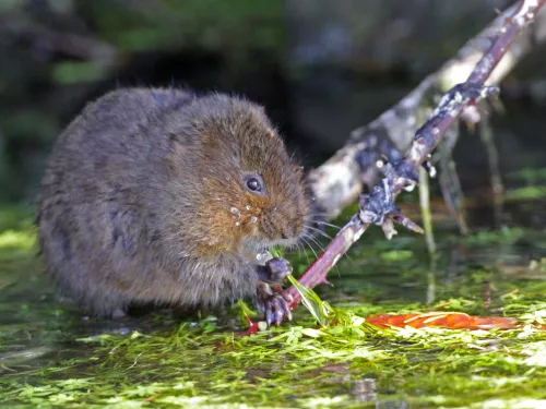 Water vole