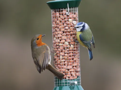 A robin and a blue tit feeding from a full hanging bird feeder.