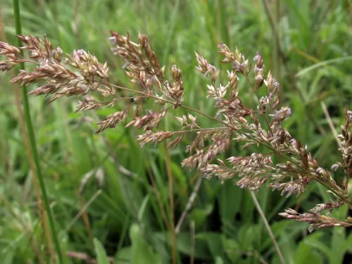 Creeping bent with grass background