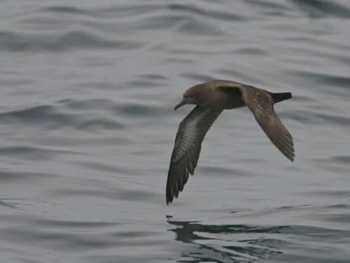 Sooty shearwater