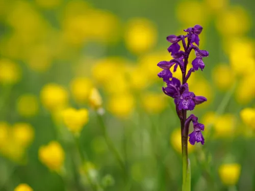 Green wing in a field