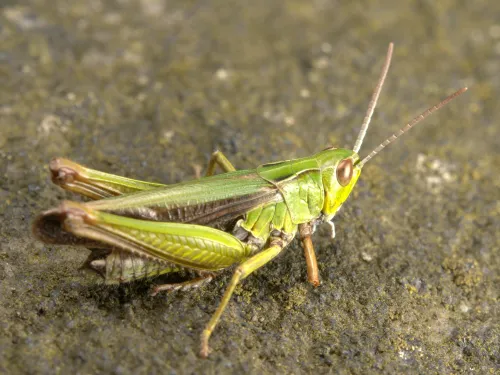 Common green grasshopper