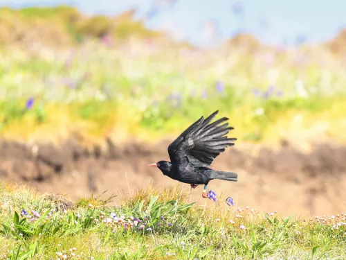 A flying chough over grassland