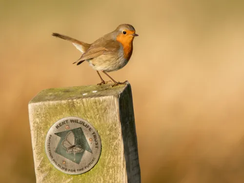 Robin resting on wooden KWT post