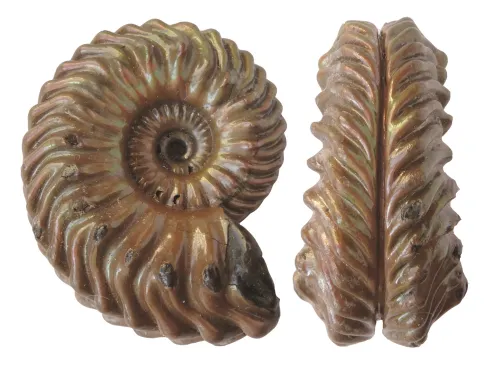 Folkestone Ammonite by Philip Hadland