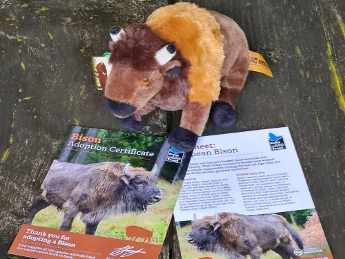 adopt a bison pack including soft toy, certificate and fact sheet