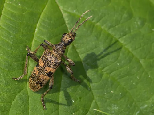 A black-spotted longhorn beetle resting on a leaf