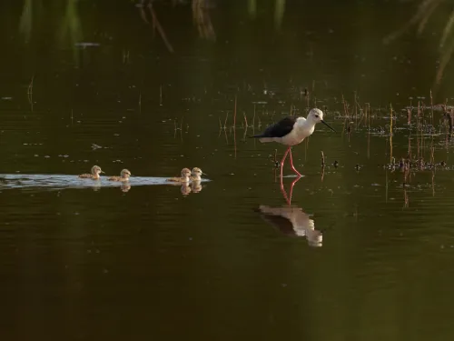 A black-winged stilt wading through a pool on its long, pink legs, with four small chicks swimming along behind it