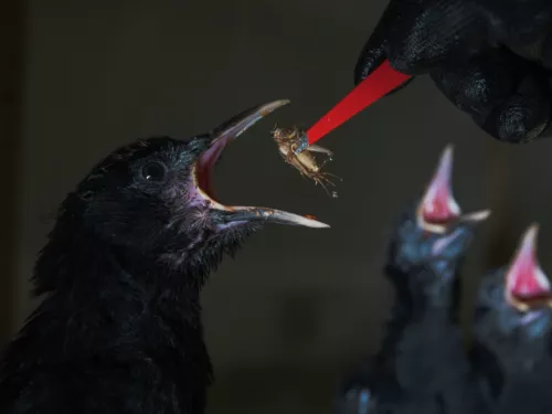 Chough chicks by Richard Taylor-Jones