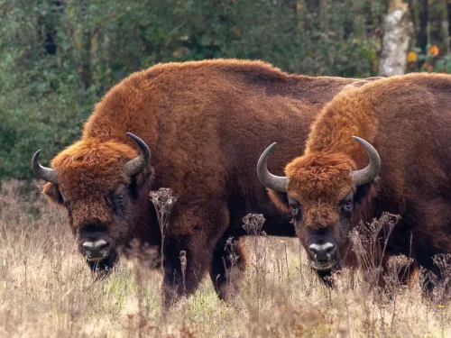 Two bison facing camera at Kraansvlak nature reserve in the netherlands