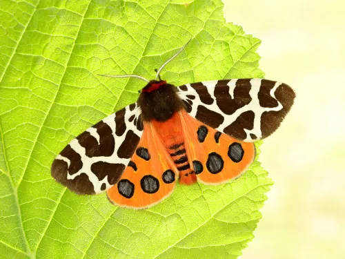 vibrant orange and red moth