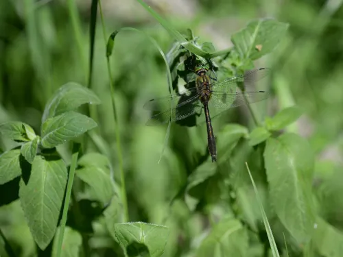 A downy emerald dragonfly perched on pondside vegetation