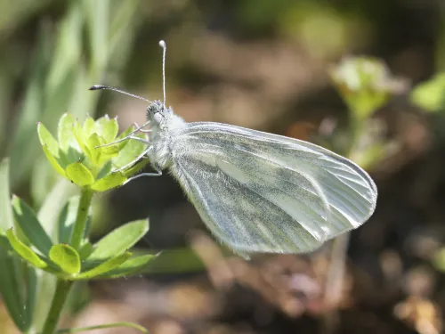 A wood white butterfly resting on a plant, with its distinctive oval wings closed