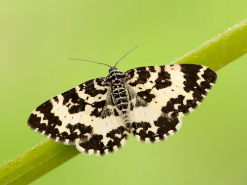 An argent & sable moth perched on a grass stem with its black and white wings spread