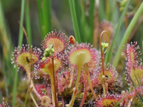 Round leaved sundew at Hothfield Bog