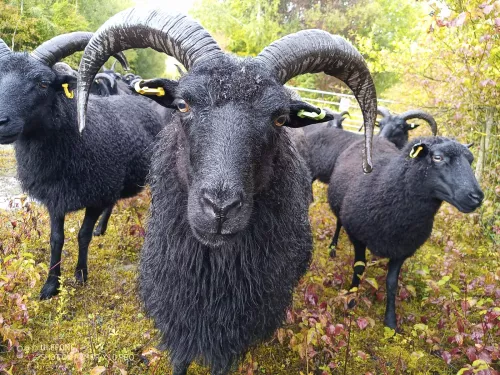 Face shot of a hebridean sheep with horns