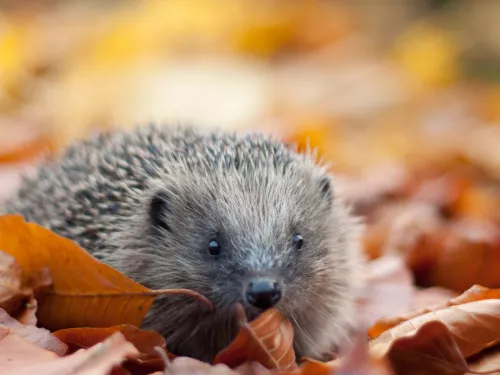 Hedgehog in autumn leaves