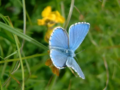 Adonis blue butterfly