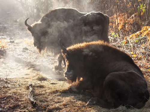 The bison in Wolf Wood