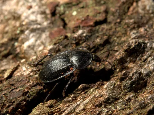 A black snail beetle on a rotten log