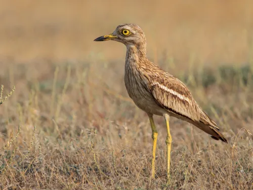 A stone curlew stands in a dry grassland