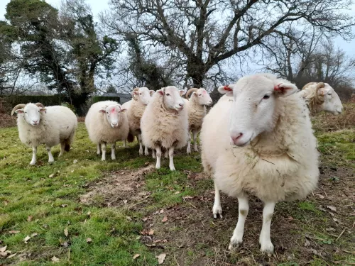 White-faced woodland sheep