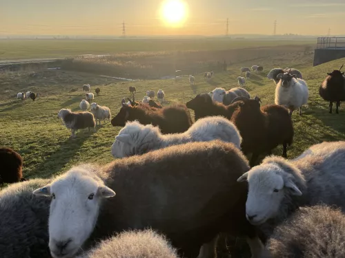 Herdwick sheep