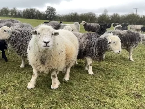 Herdwick sheep