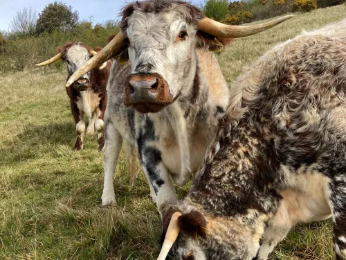 Longhorn cattle