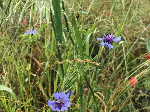 A close up of mixed wildflowers growing at Polhill reserve