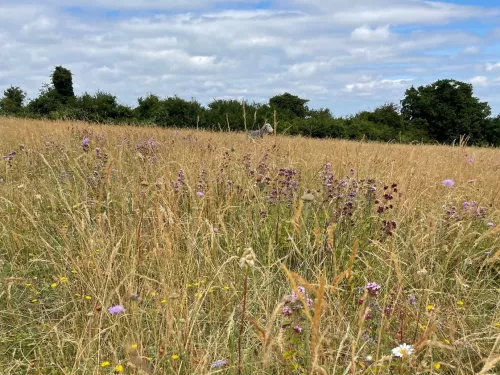 A flowering field that has very low intensity summer sheep grazing to extend the flowering time of the grassland 