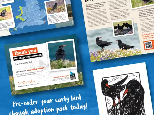 Adopt a chough pack