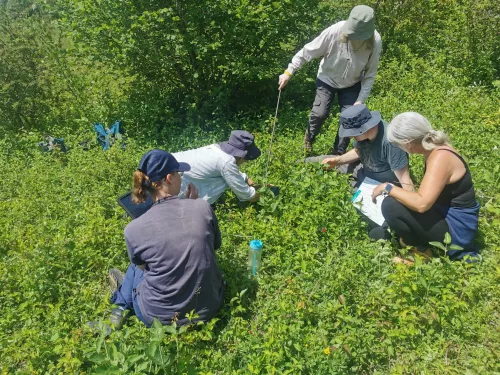 Volunteers Surveying at Medway Wetland