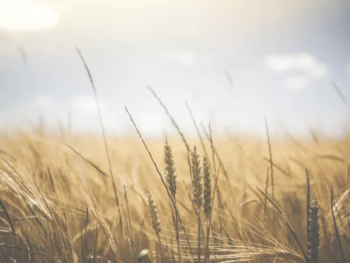 Field of wheat, close up on the wheat