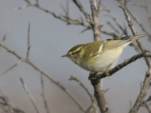 A yellow-browed warbler perched on a twig, poised to take off. It's a small warbler with a whitish belly and mossy green back, with a bright yellow stripe over the eye